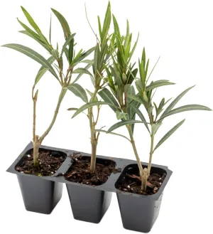 3 Dwarf Red Oleander Shrubs | Live Plants in 2.5-inch Nursery Cubes | Nerium Oleander 'Dwarf Red' Variety | Deer-Resistant Evergreen Perennial | Small Compact Blooms for Home and Garden