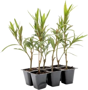 6 Dwarf Red Oleander Shrubs | Live Plants in 2.5-inch Nursery Cubes | Nerium Oleander 'Dwarf Red' Variety | Deer-Resistant Evergreen Perennial | Small Compact Blooms for Home and Garden