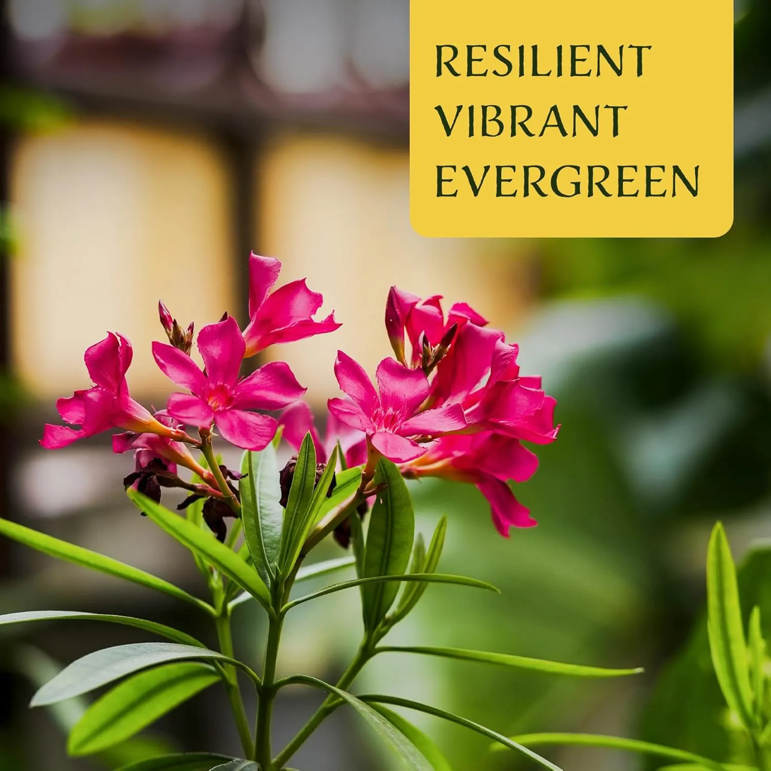 6 Dwarf Red Oleander Shrubs | Live Plants in 2.5-inch Nursery Cubes | Nerium Oleander 'Dwarf Red' Variety | Deer-Resistant Evergreen Perennial | Small Compact Blooms for Home and Garden