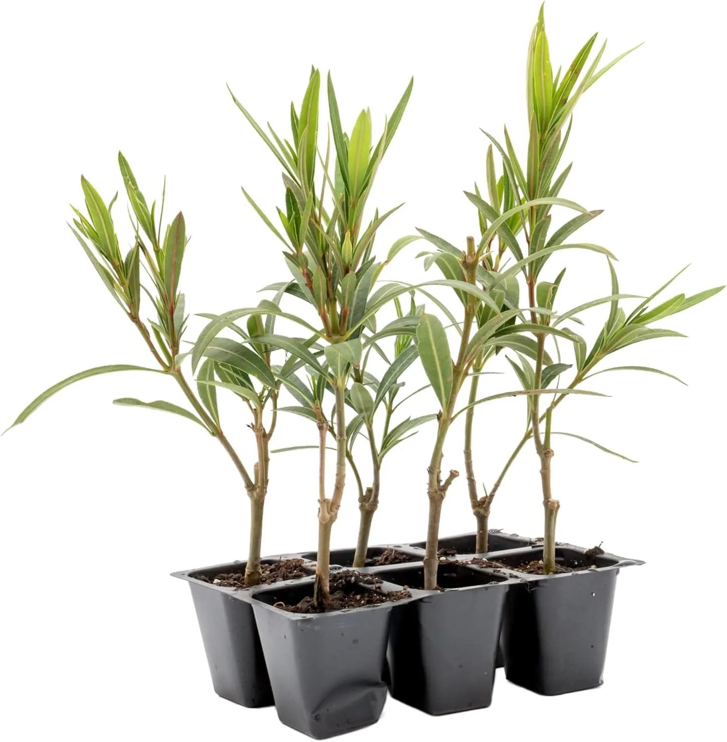 6 Dwarf Red Oleander Shrubs | Live Plants in 2.5-inch Nursery Cubes | Nerium Oleander 'Dwarf Red' Variety | Deer-Resistant Evergreen Perennial | Small Compact Blooms for Home and Garden