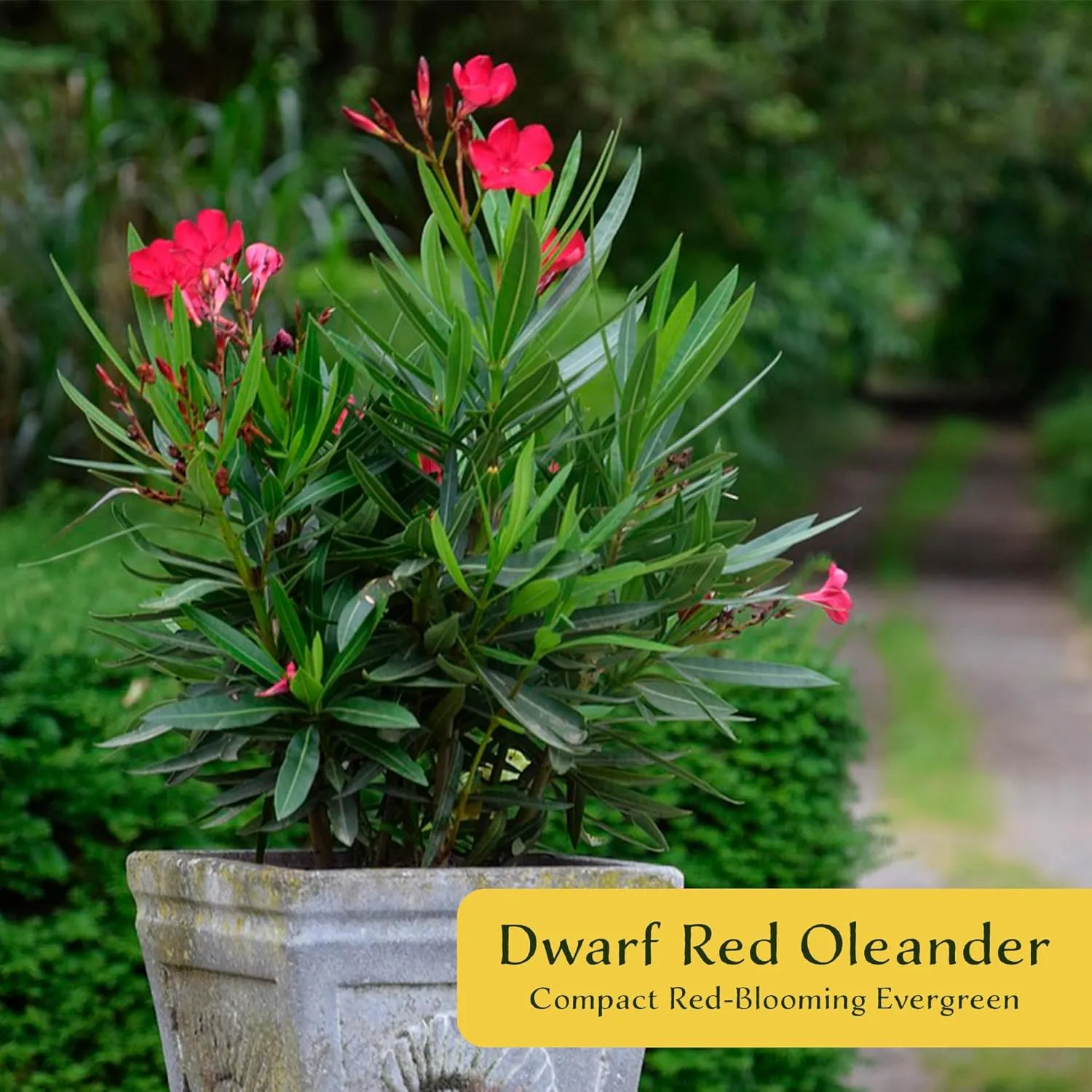 6 Dwarf Red Oleander Shrubs | Live Plants in 2.5-inch Nursery Cubes | Nerium Oleander 'Dwarf Red' Variety | Deer-Resistant Evergreen Perennial | Small Compact Blooms for Home and Garden