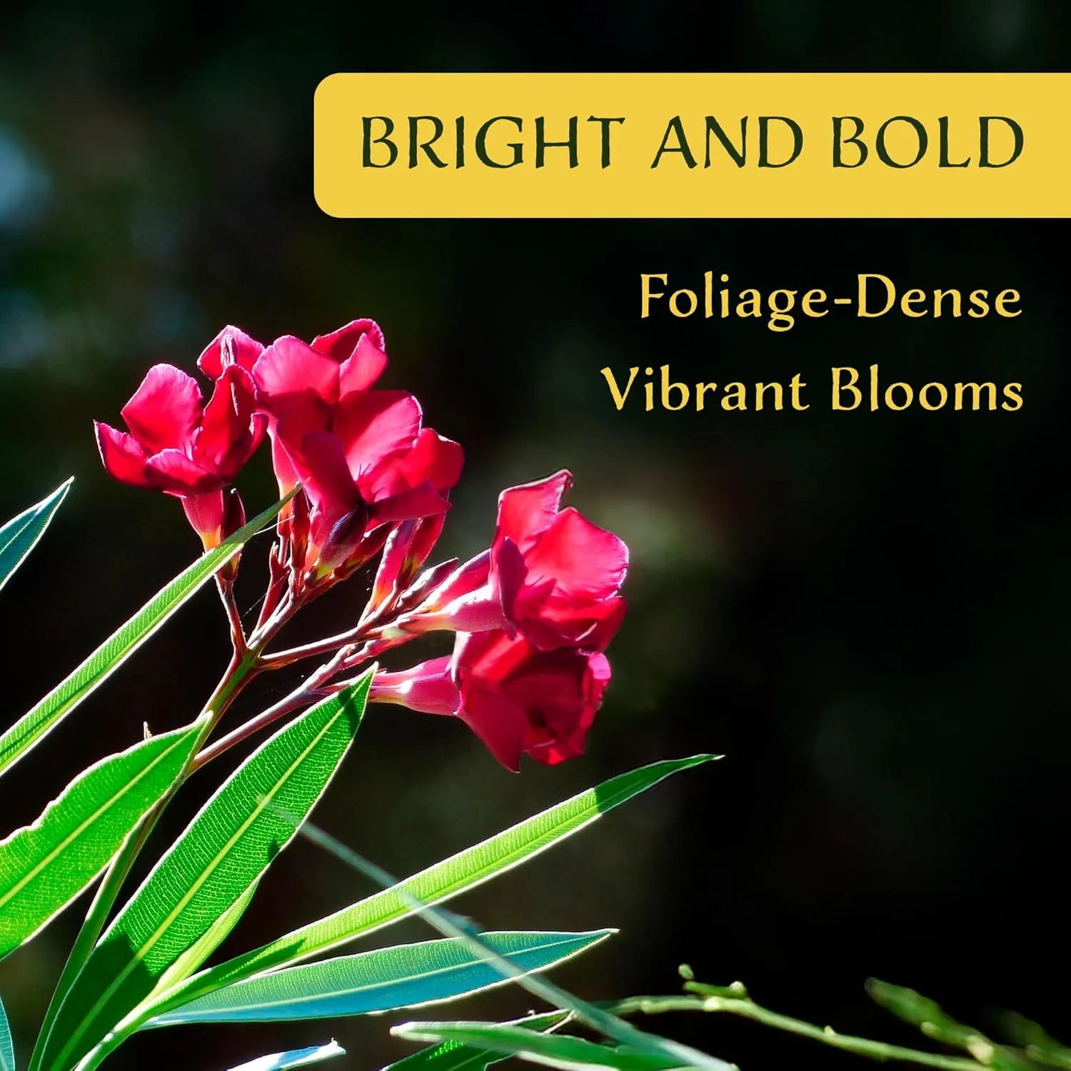 6 Nerium Red Oleander Shrubs | Live Plants in 2.5-inch Nursery Cubes | Jannoch Variety | Deer-Resistant Evergreen Perennial | Stunning Red Blooms for Outdoor Hedges & Garden Landscaping