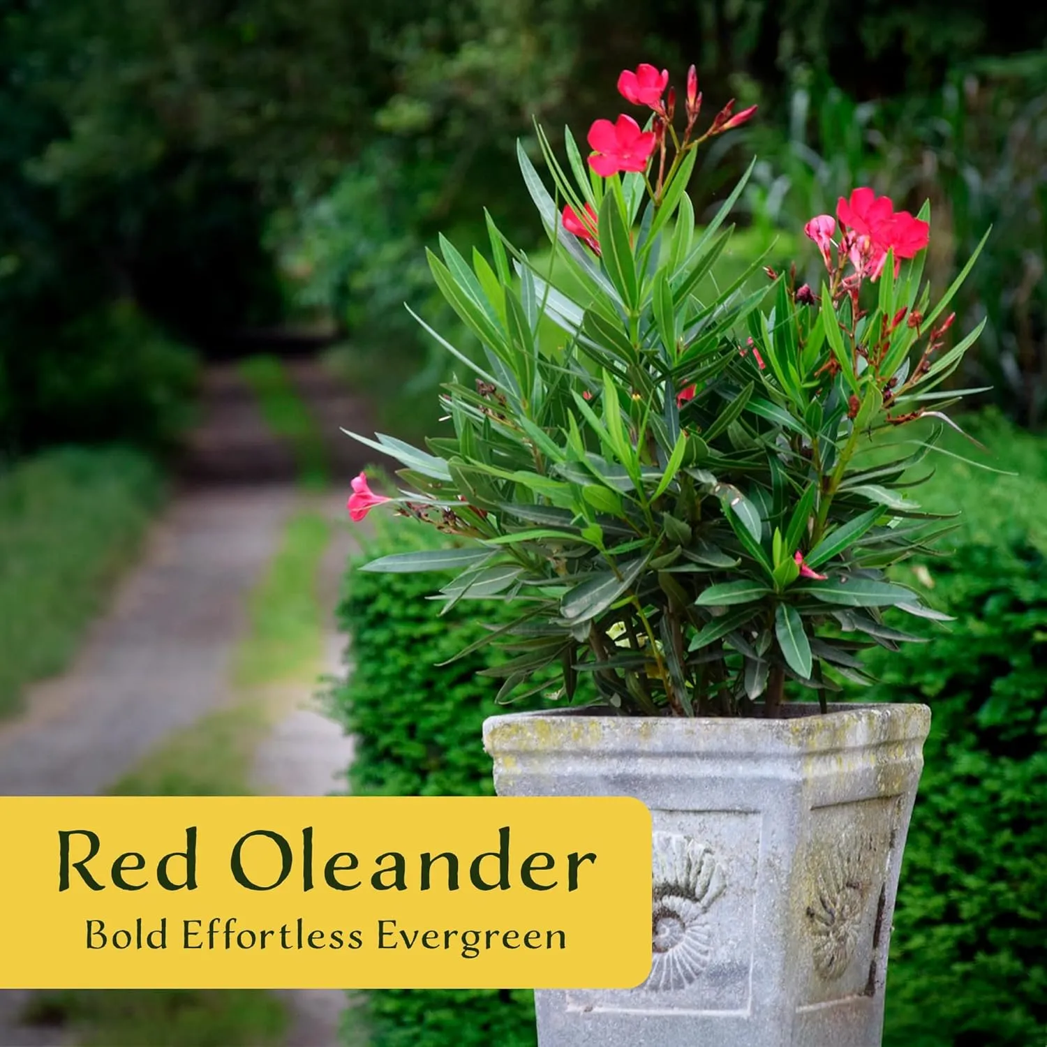 6 Nerium Red Oleander Shrubs | Live Plants in 2.5-inch Nursery Cubes | Jannoch Variety | Deer-Resistant Evergreen Perennial | Stunning Red Blooms for Outdoor Hedges & Garden Landscaping