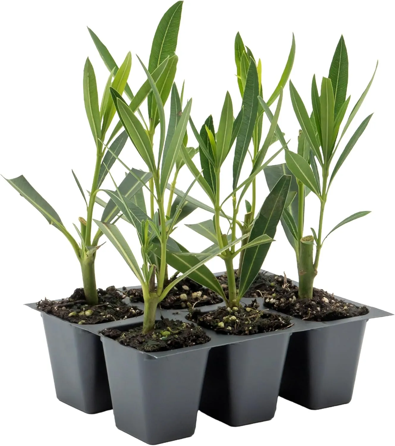 6 Nerium Red Oleander Shrubs | Live Plants in 2.5-inch Nursery Cubes | Jannoch Variety | Deer-Resistant Evergreen Perennial | Stunning Red Blooms for Outdoor Hedges & Garden Landscaping