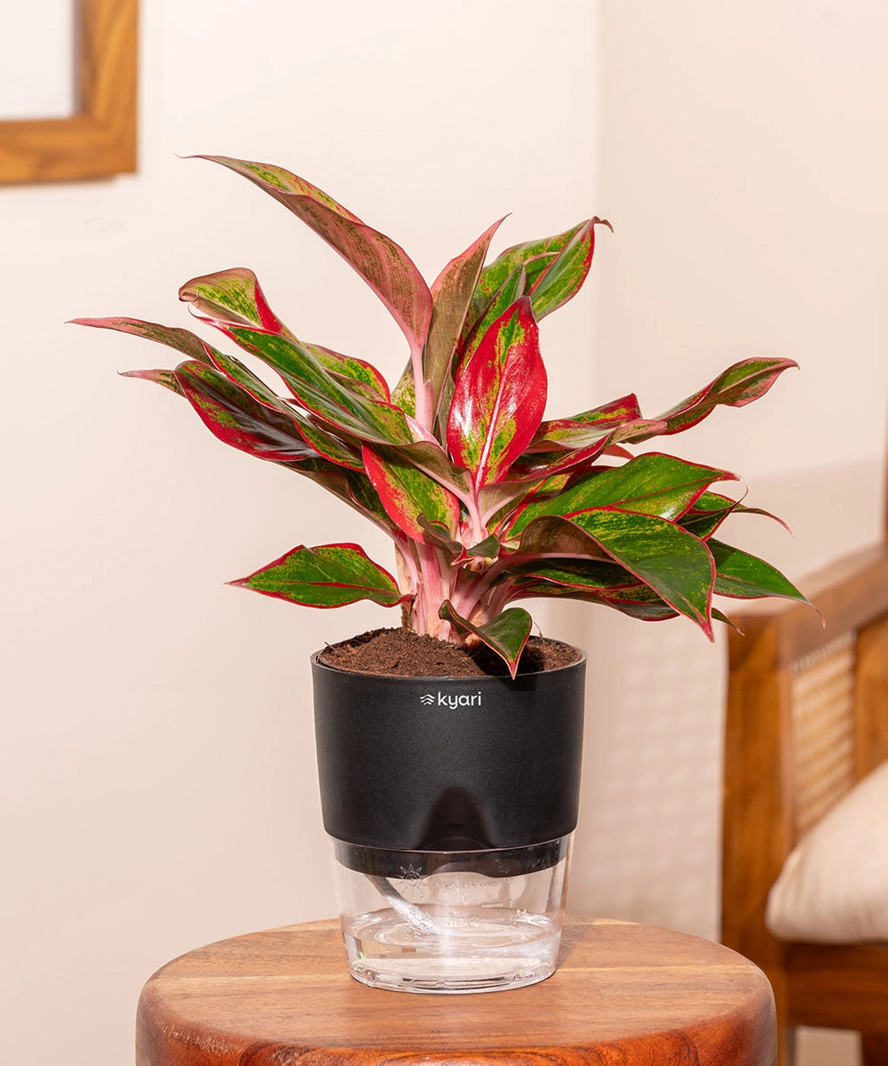 Aglaonema Lipstick Plant With Self Watering Pot
