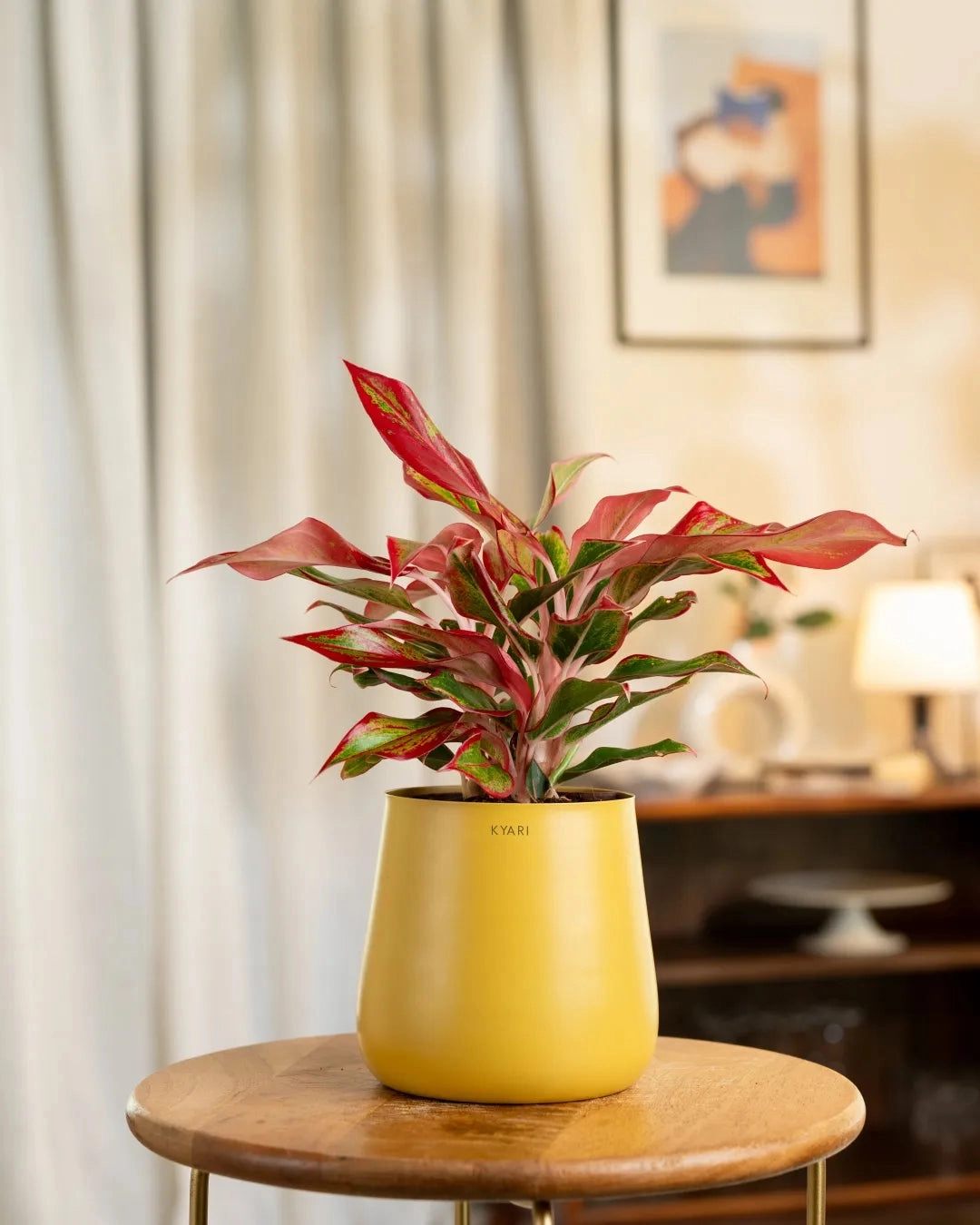 Aglaonema Lipstick Plant With Self Watering Pot