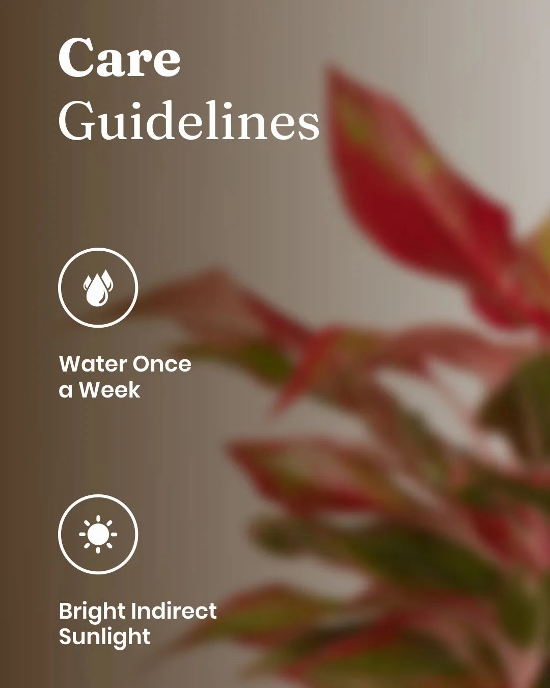 Aglaonema Lipstick Plant With Self Watering Pot