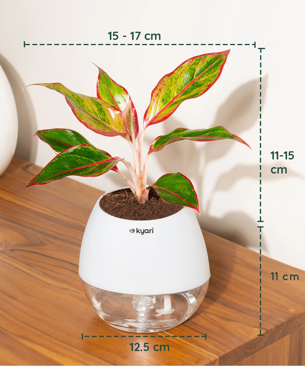 Aglaonema Lipstick Plant With Self Watering Pot