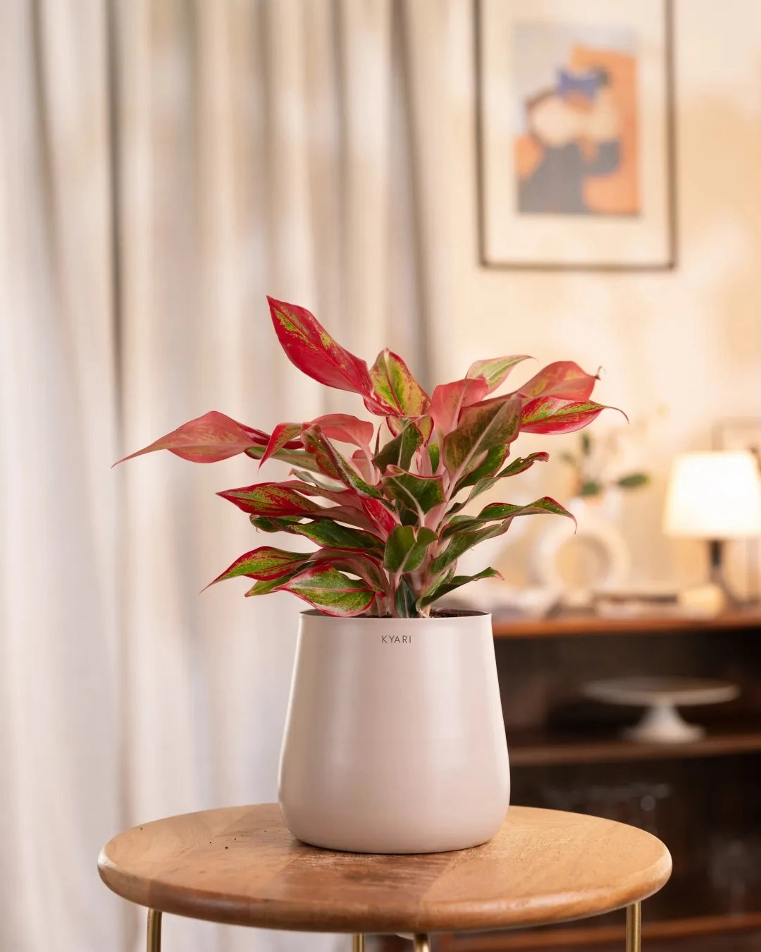 Aglaonema Lipstick Plant With Self Watering Pot