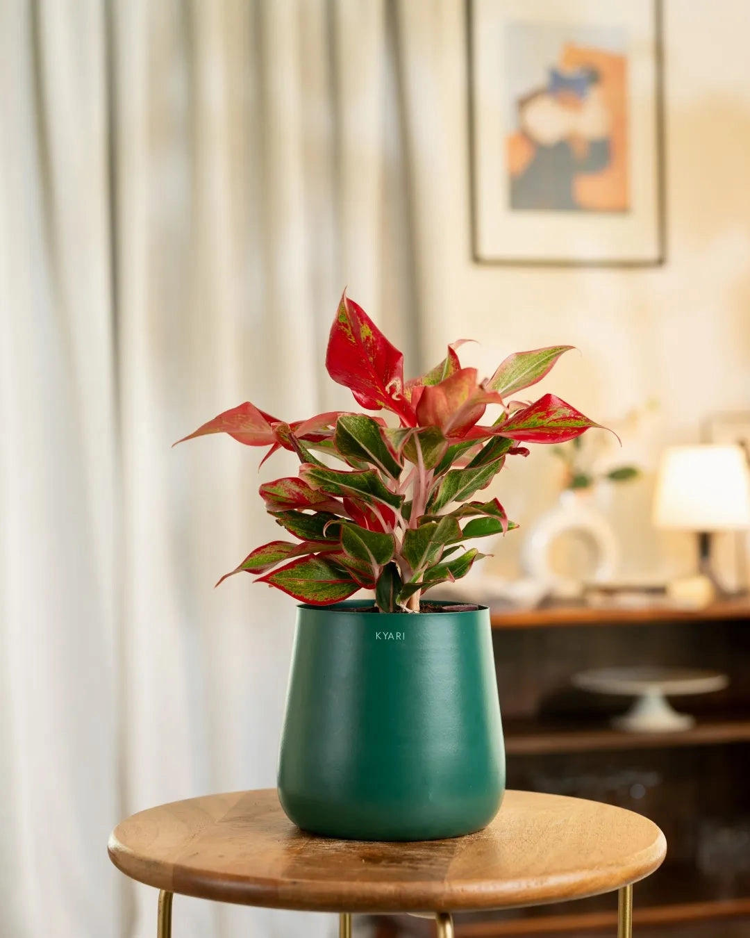 Aglaonema Lipstick Plant With Self Watering Pot