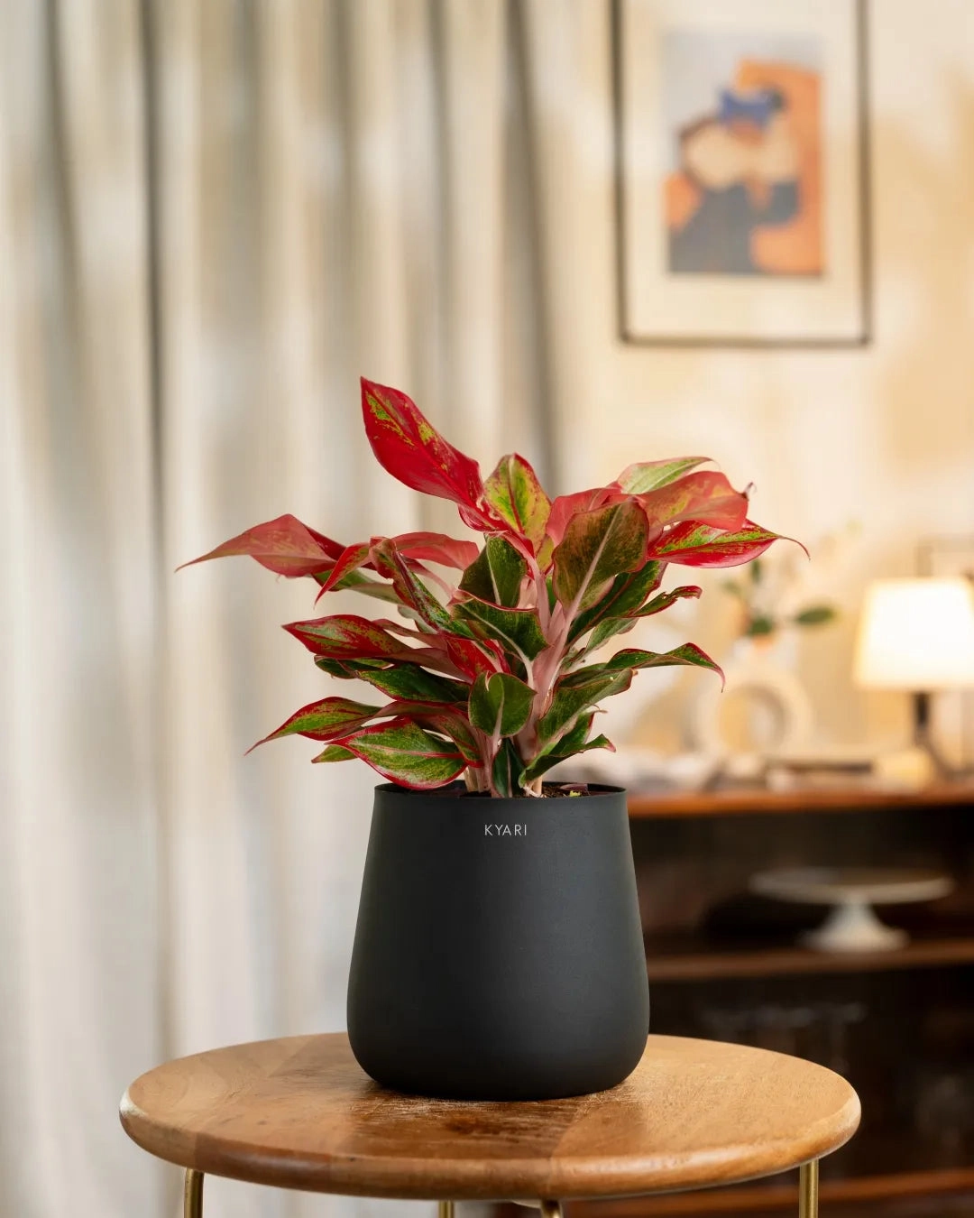 Aglaonema Lipstick Plant With Self Watering Pot