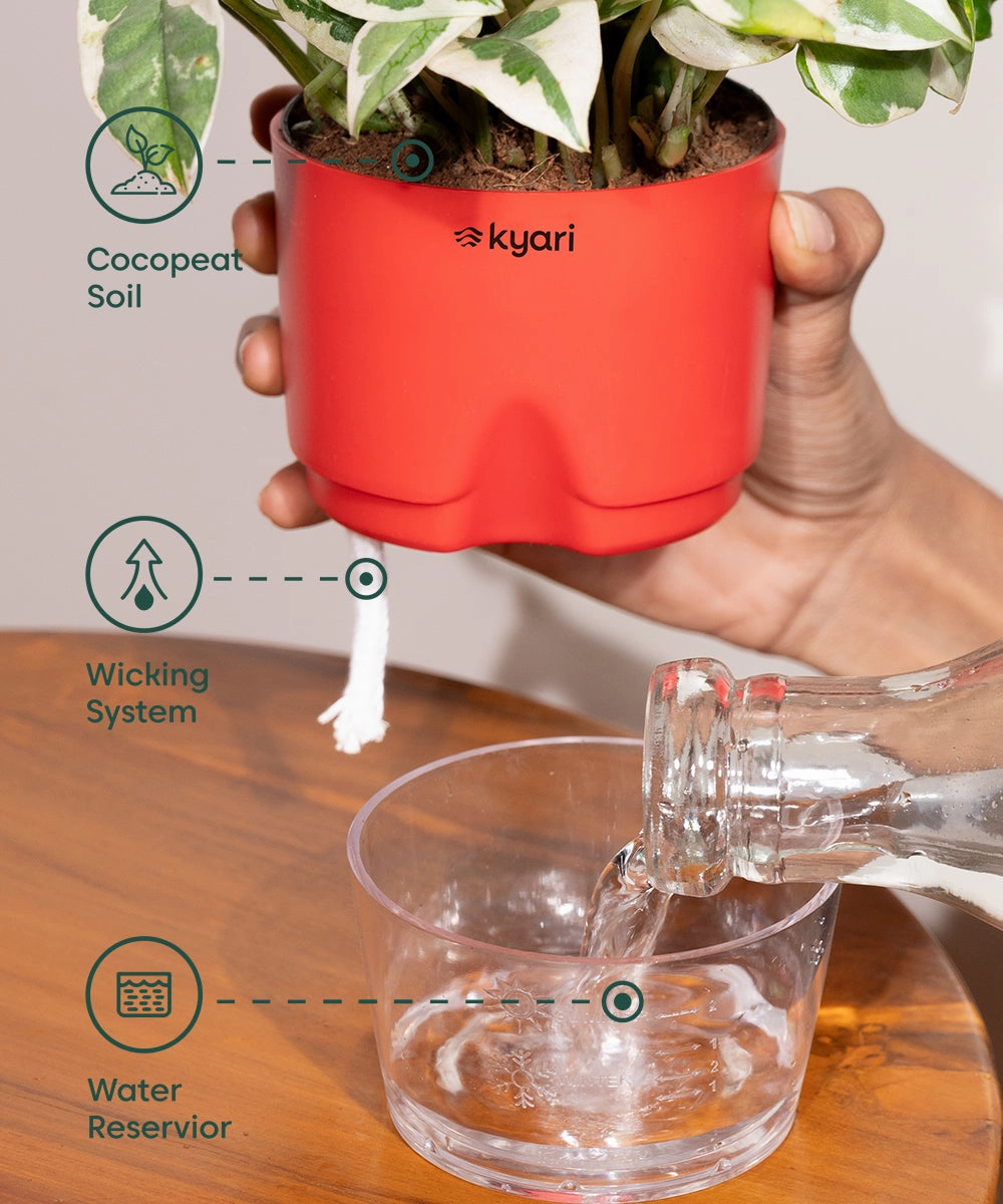 Aglaonema Lipstick Plant With Self Watering Pot