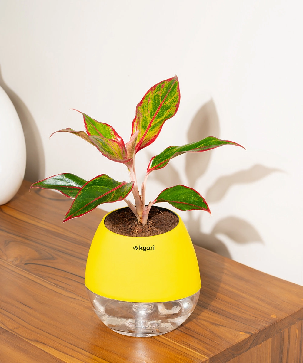 Aglaonema Lipstick Plant With Self Watering Pot