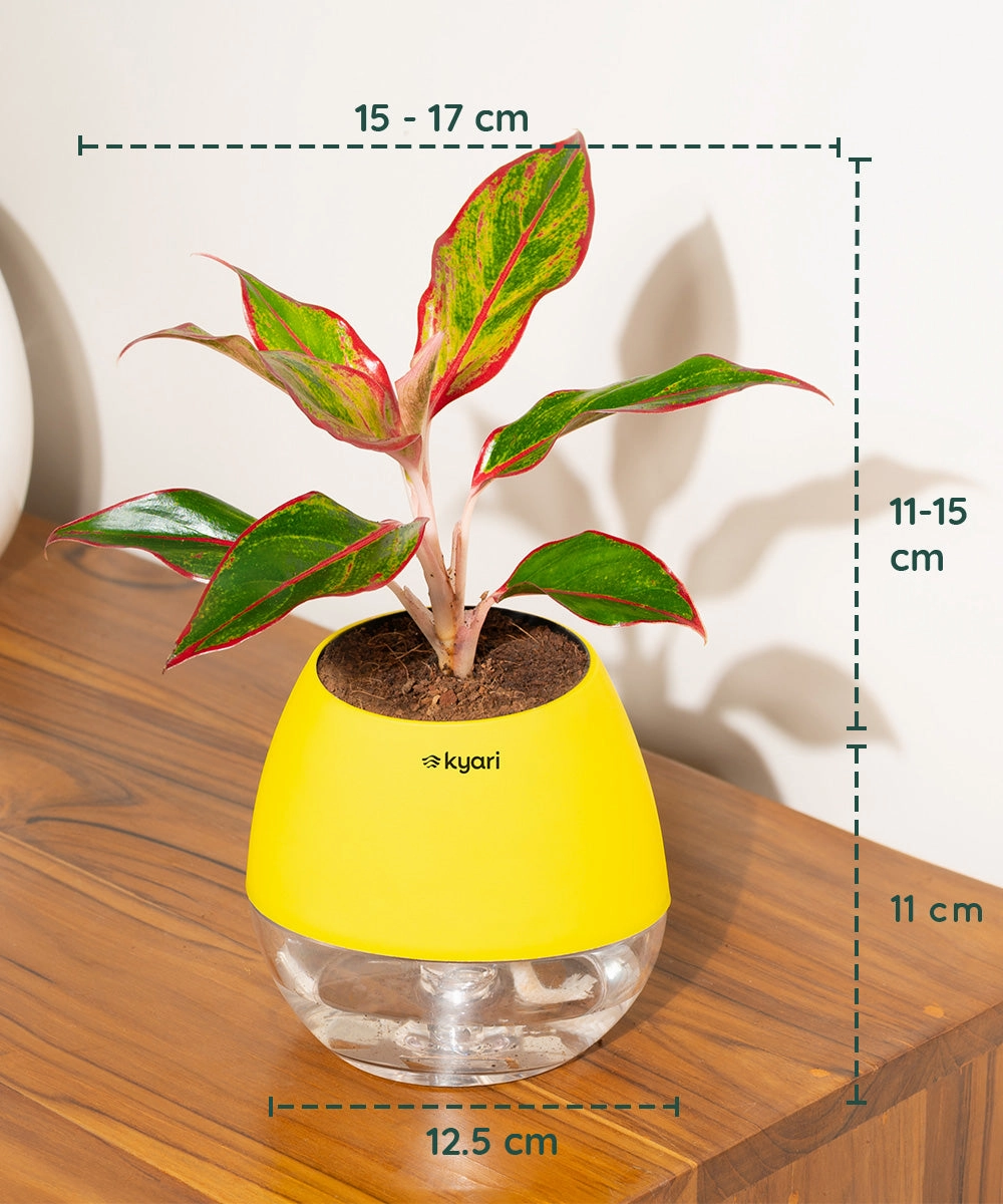 Aglaonema Lipstick Plant With Self Watering Pot