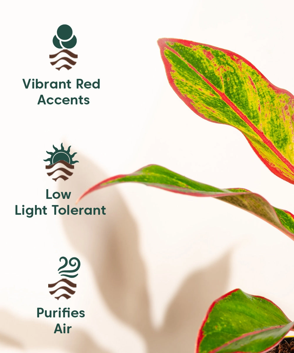 Aglaonema Lipstick Plant With Self Watering Pot