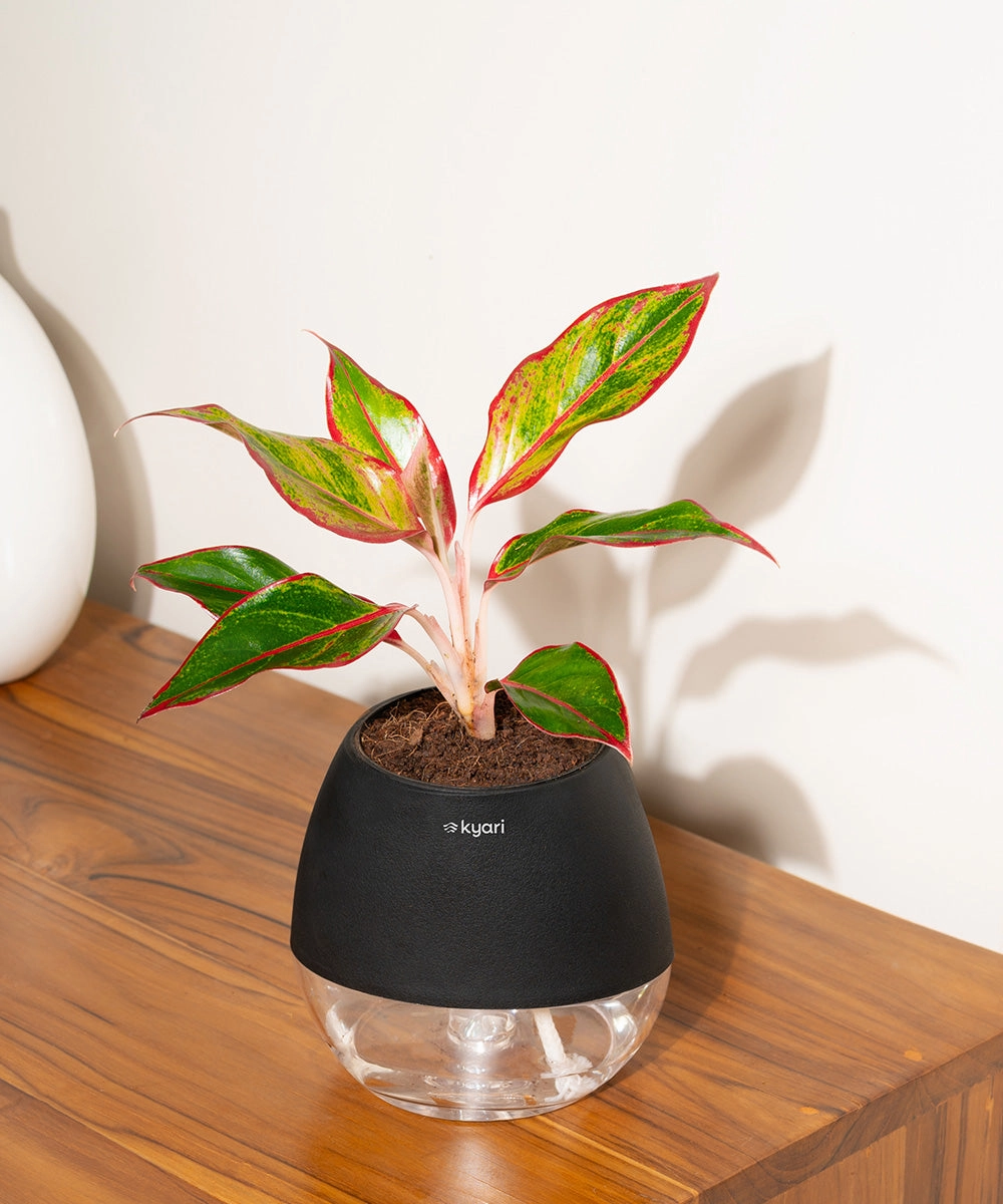 Aglaonema Lipstick Plant With Self Watering Pot