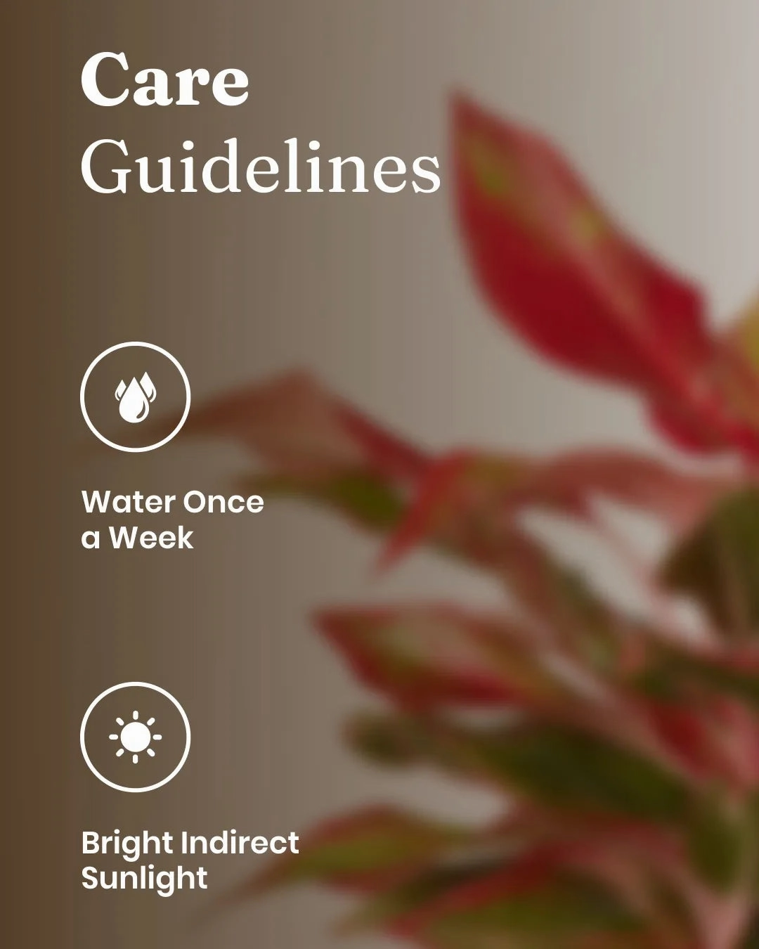 Aglaonema Lipstick Plant With Self Watering Pot