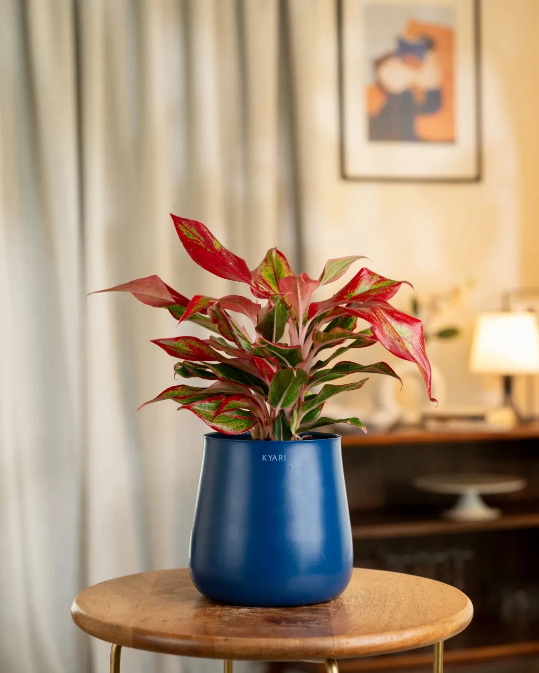 Aglaonema Lipstick Plant With Self Watering Pot