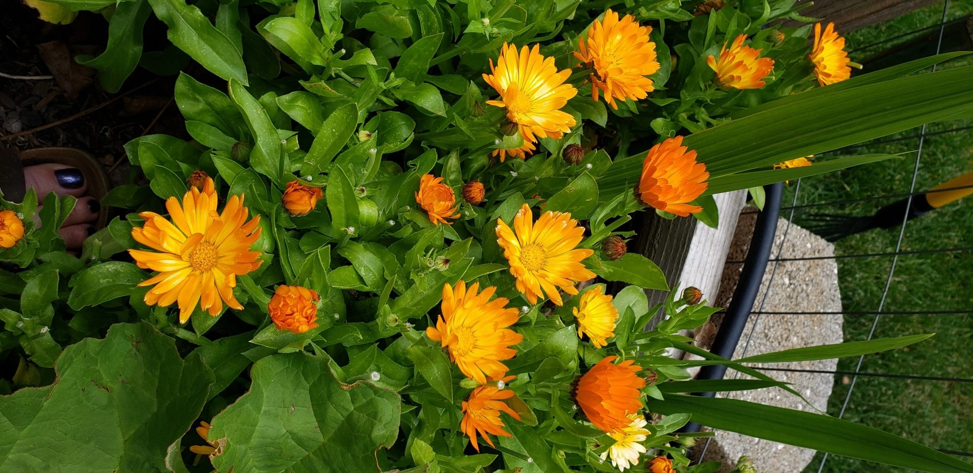 Calendula & Tamanu Lip Balm