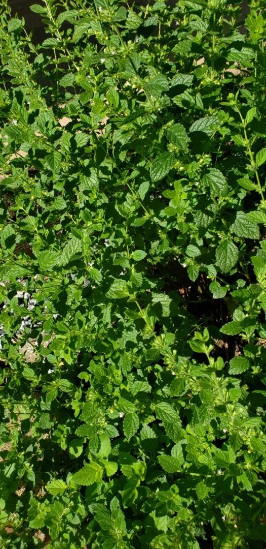 Lemon Balm Lip Stuff