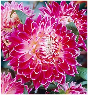 Vancouver Dahlia - 5 Gallon Size Bare Root Tuber Red - Bold Red Blooms for Spring Planting 2025 - Large Tuber for Stunning Garden Displays