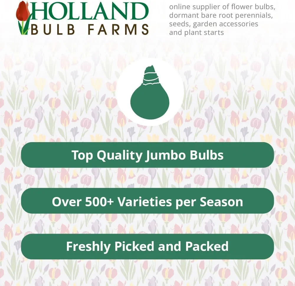 Zippity Do Da Dahlia Flower Bulbs - 3 Tubers per Pack - Deer Resistant - Good as Cut Flowers - Grows Well in Containers - Easy to Grow Live Plants - Outdoor Garden