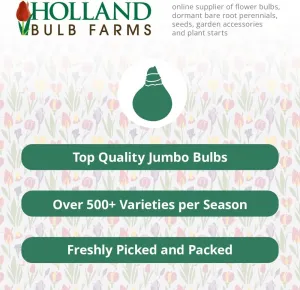 Zippity Do Da Dahlia Flower Bulbs - 3 Tubers per Pack - Deer Resistant - Good as Cut Flowers - Grows Well in Containers - Easy to Grow Live Plants - Outdoor Garden